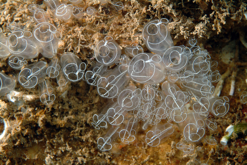 Clavelina sp.